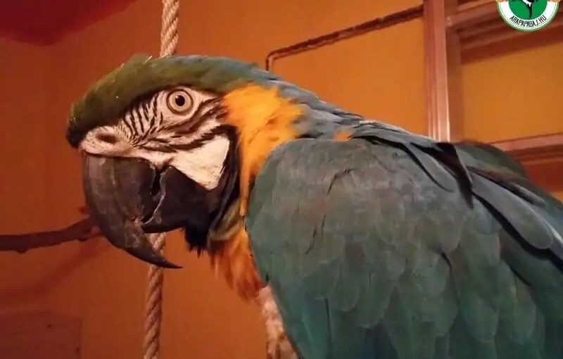 beszélő papagáj eladó