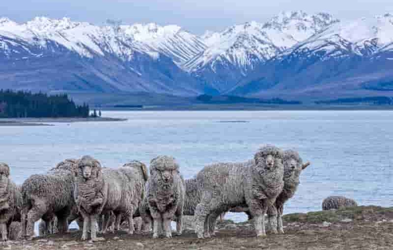 merino gyapjú anyag